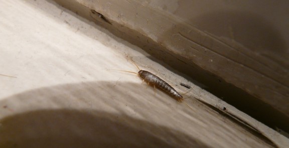 Zilvervisjes: de huisgenoten die je liever niet in je badkamer hebt